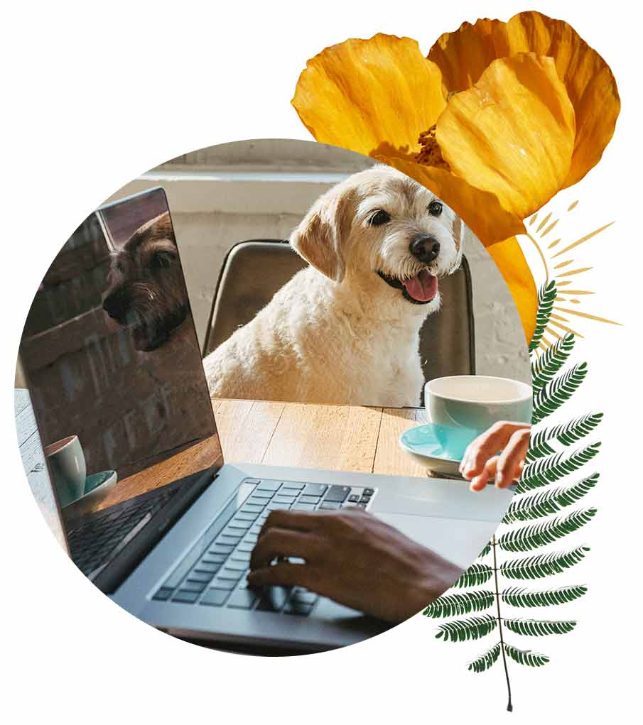 dog-laptop Dog Laptop